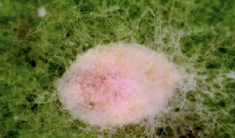 Lecanicillium Lecanii Spores