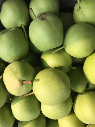 fresh pear fruit ya pear on sale shandong pear price