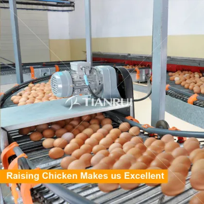 Design modern egg chicken farms