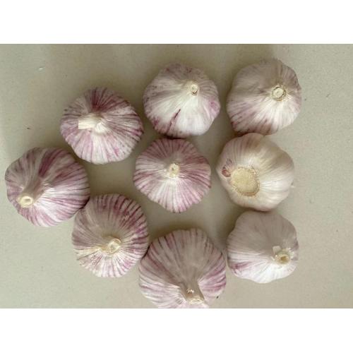 4,5 cm kleiner Knoblauch