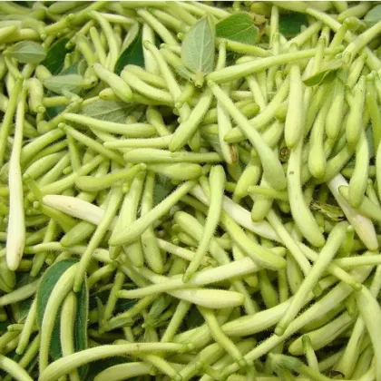honeysuckle root flower tea