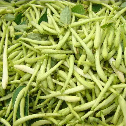 honeysuckle root flower tea