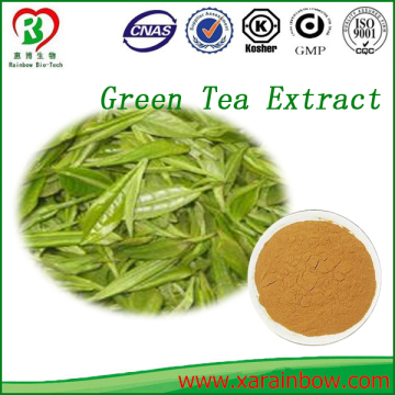 Pure Natural Plant Extract Green Tea P.E.