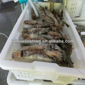 frozen raw and freeze fresh shrimp