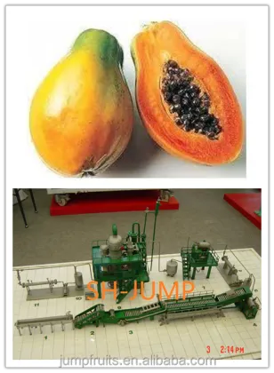 Papaya processing machine make papaya juice