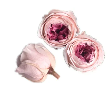 5-6 cm Natural Preserved David Austin Rose Flowers