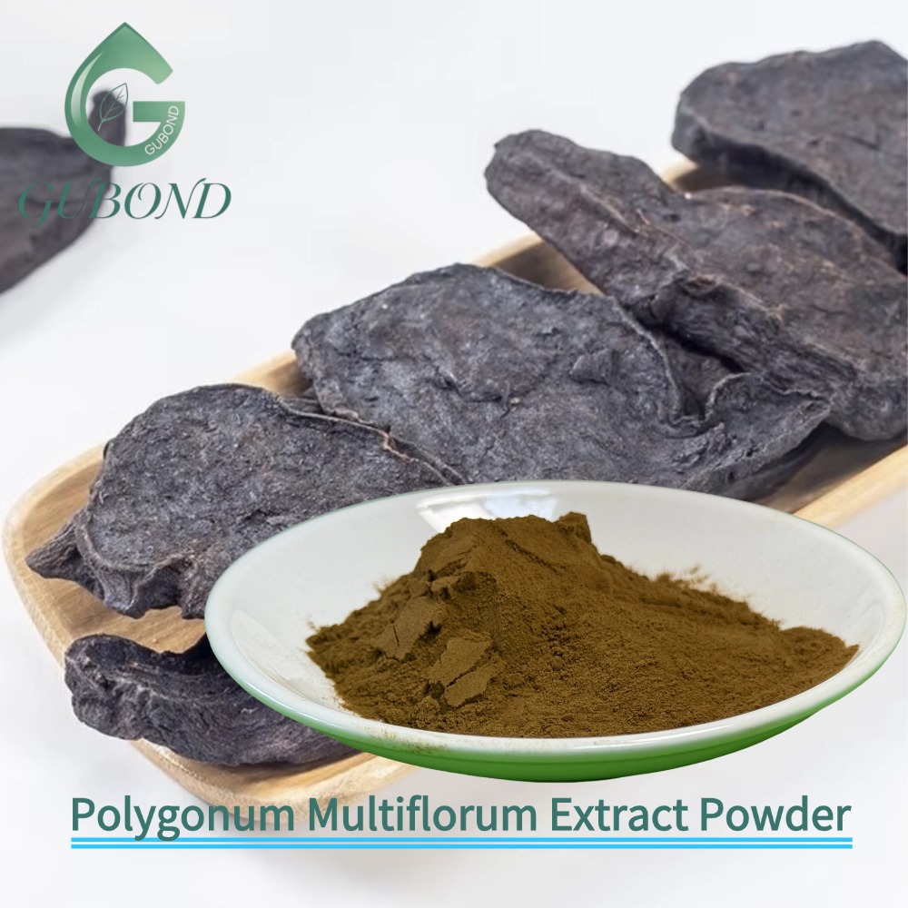 Polygonum Multiflorum Extract Powder