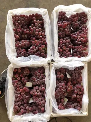 Yun Nan High Quality Red Grape