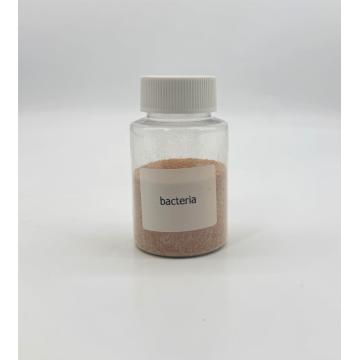 Nitrifikáló baktériumok, amelyeket szennyvízkezeléshez használtak