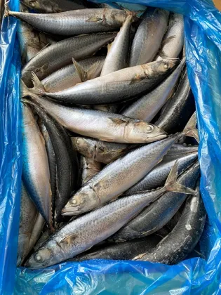 New Season Frozen 100-200 Pacific Mackerel Low Price