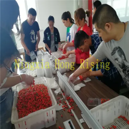 Organic fresh goji berry 2018