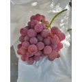 Sariwang Pulang Grape Selection para sa Premium na Kalidad