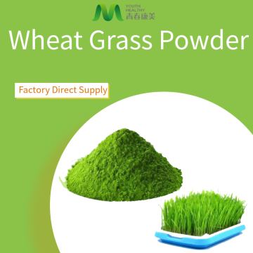 Buy The Best Pure Wheat Grass Powder