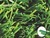 W type grass,2015 mighty grass's best seller in the market