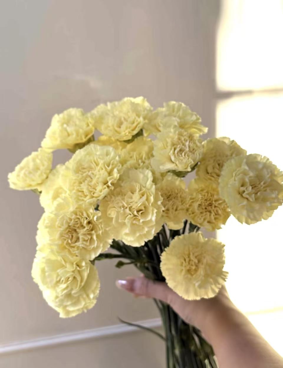 Single-headed Carnation with Yellow