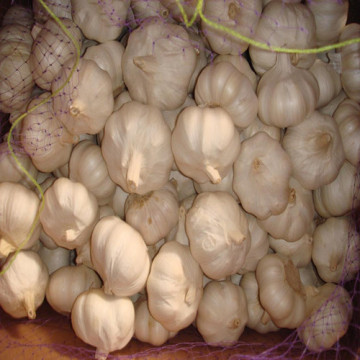 Chinese Fresh Garlic with Mesh Bag Packing