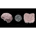 Lacticaseibacillus Rhamnosus Lr05 Funzione nel corpo e benefici nutrizionali per l'organismo Rhamnosus