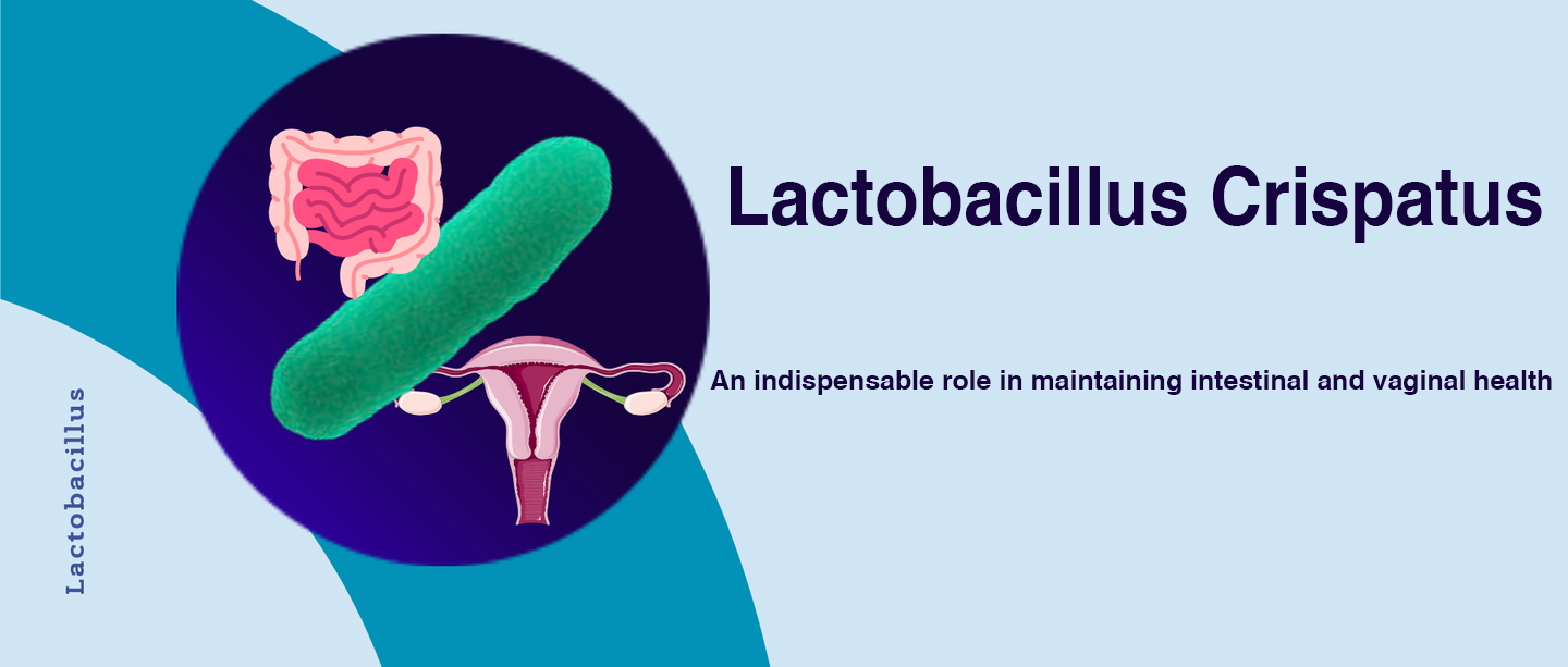 프로바이오틱스 Lactobacillus Crispatus 분말, Bossgoo.com의 고품질 프로바이오틱스 ...