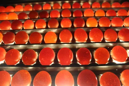 Hot Product: Egg Grading Machine and Packer for Poultry Farms and Egg Processing Industry