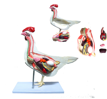 Life Size Chicken Anatomical Model - Hen Anatomy Model YA/B024