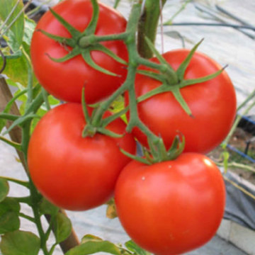 Bulk tomato paste with good tomatoes