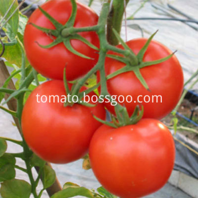 Tomato Paste with high quality Tomatoes