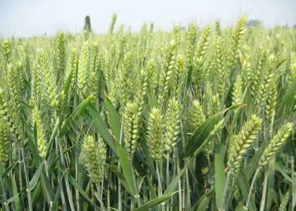 Overwatch Herbicide GROUP Q HERBICIDE