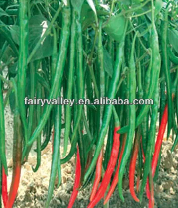 Hybrid Hot Cayenne/Line Pepper Seeds-Jin Xiu Long Fragrance