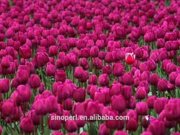 Expanded Perlite for Flower Vegetable