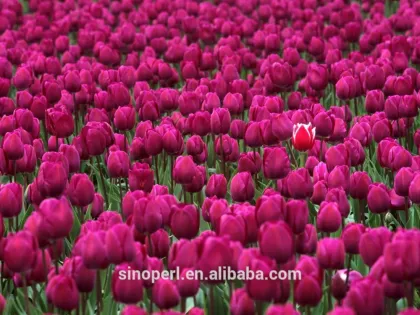 Expanded Perlite for Flower Vegetable