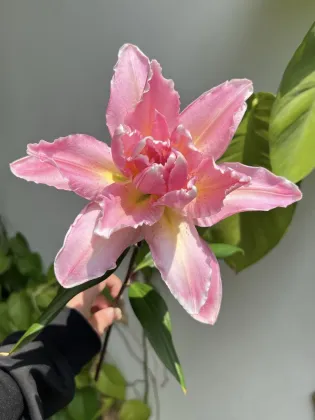 Lucky Eros Double Lily