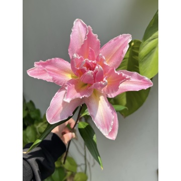 লাকি ইরোস ডাবল লিলি