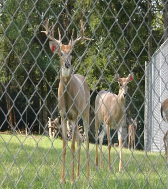 Durable Galvanized Security Chain Link Fencing