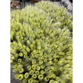 সবুজ আতশবাজি স্প্রে chrysanthemum