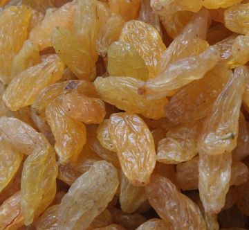 golden raiisn