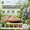 مسحوق الميكروبات Ampelomyces quisqualis لإدارة البياض الدقيقي