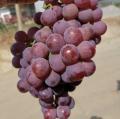 Red globe grape nowa uprawa purpurowa skóra