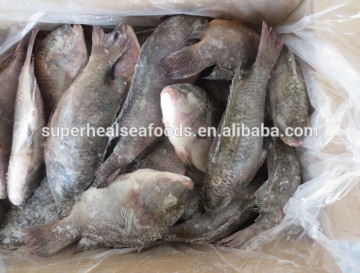 New arrival frozen Tilapia Fish whole round