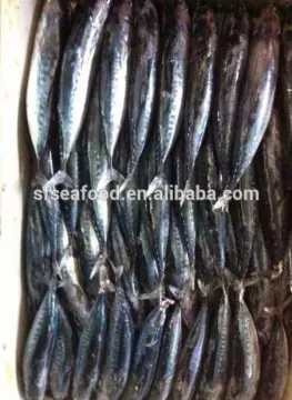 canned tuna price frozen bonito tuna