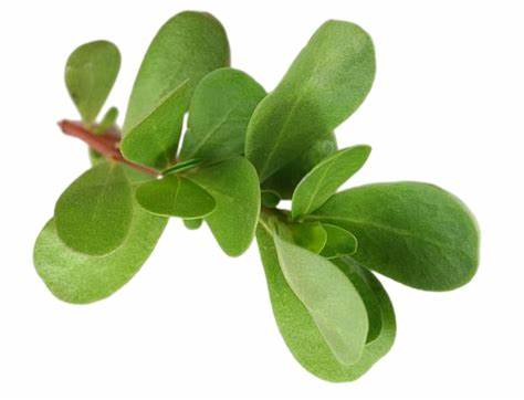 Portulaca oleracea Extract for skin