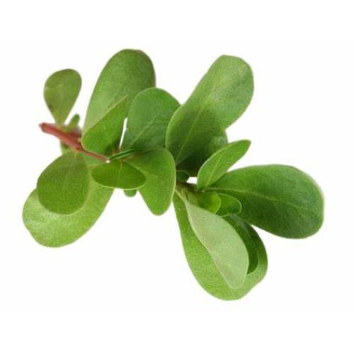 Portulaca oleracea Extract for skin