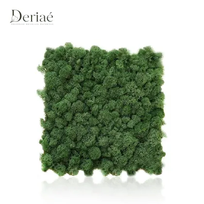 Natural Preserved Moss Slice