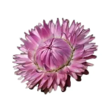 High Quality Scented Flower Tea - Chinese Blooming Chrysanthemum Tea