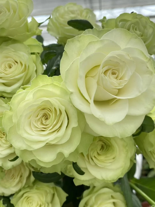 Jutta rose