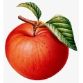 fruit extract powder apple extract