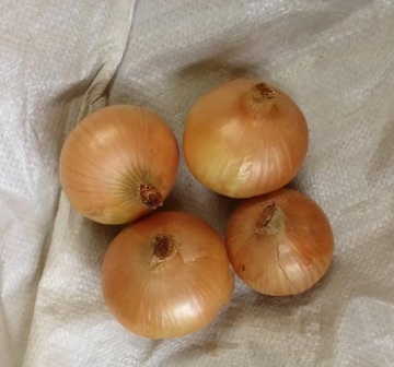 Fresh Shandong yellow onion