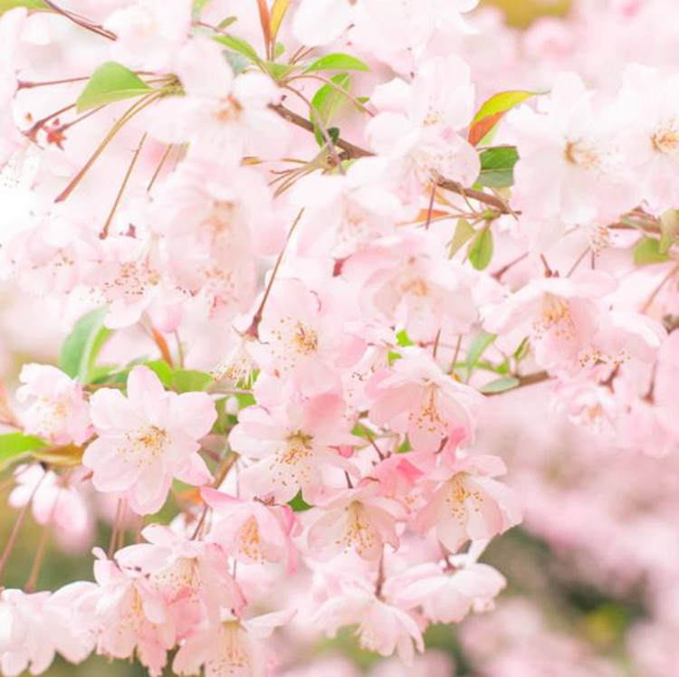 Grado cosmético del aceite esencial de la flor de cerezo