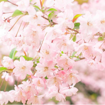 Grado cosmético del aceite esencial de la flor de cerezo