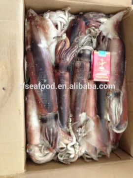 frozen squid of todarodes pacificus