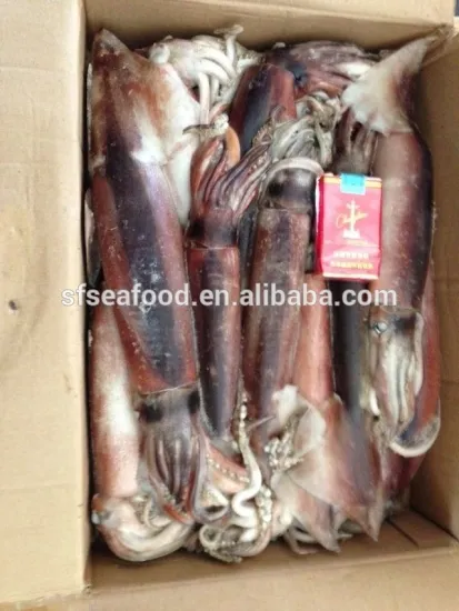 frozen squid of todarodes pacificus